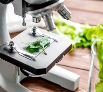 concept healthy food inspection herbs in laboratory close up